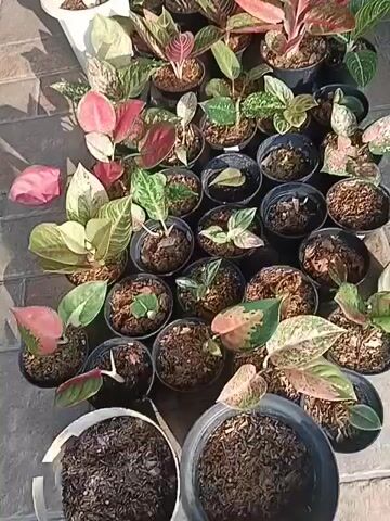 A medium shot captures a collection of potted plants, predominantly Aglaonema varieties, arranged on a tiled outdoor surface. The plants exhibit a diverse range of leaf colors and patterns, including shades of green, pink, red, and cream. They are situated in various pots, some black plastic and others white, with visible soil. The scene is illuminated by natural sunlight, casting shadows from the plants and their surroundings. In the background, elements of an outdoor setting are partially visible, including what appears to be a bicycle and parts of a motorcycle or scooter. The overall impression is that of an organized display of ornamental plants, likely in a residential or retail outdoor space.