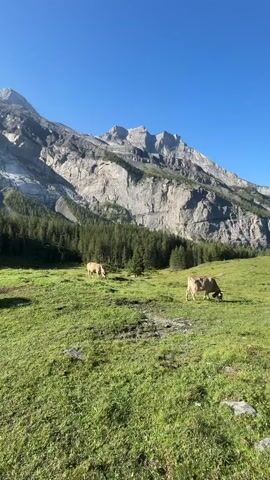 The video shows a scenic mountain landscape with a bright blue sky and a steep, rocky mountain face in the background. In the foreground, a lush green meadow is dotted with several brown cows grazing peacefully. A dense forest of evergreen trees lines the base of the mountain. The camera pans slightly to the right, revealing more of the meadow and a few more cows. The overall scene depicts a tranquil rural environment.