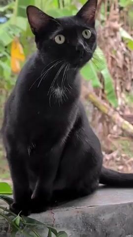 The video shows a black cat sitting on a ledge. The cat has green eyes and a small patch of white fur on its chest. The background consists of green plants and trees. The cat looks up and then directly at the camera.