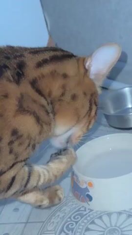 A close-up, medium shot shows a Bengal cat with distinctive spotted fur and yellow eyes drinking water from a white bowl. The cat is positioned on a patterned tile floor, and its paws are visible near the bowl. The background is blurred, but a metal water bowl and a white wall are discernible. The lighting is dim, and the cat's face is partially obscured by its paw. The cat briefly looks towards the camera before returning to drinking. The scene appears to be indoors.