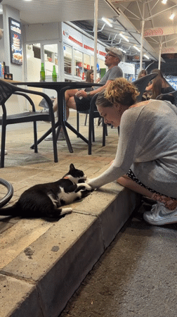 A friendly street cat soaks up attention near an outdoor venue