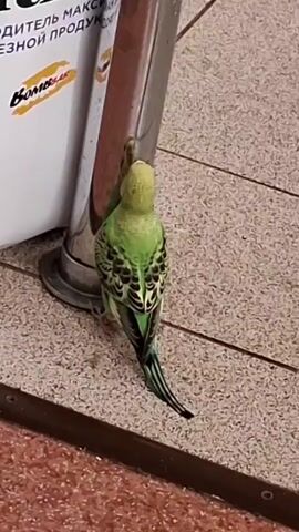 A budgie bird is perched on a tiled floor next to a metal pole. The bird is green and yellow with black markings on its wings and tail. Behind the pole is a white sign with some text and a logo. The floor is a light beige tile with darker grout lines. There is a darker red border along the bottom of the frame.