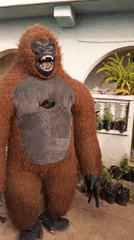 Person in gorilla costume interacts with crowd in Jos