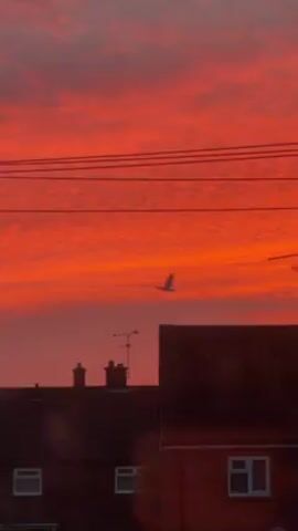 The video shows a fiery red sunset sky above silhouetted houses. A bird flies across the sky in front of the sunset and power lines.  The sky is a vibrant red color with some variations in hue and texture. The houses are dark silhouettes against the bright sky, with chimneys and a television antenna visible.