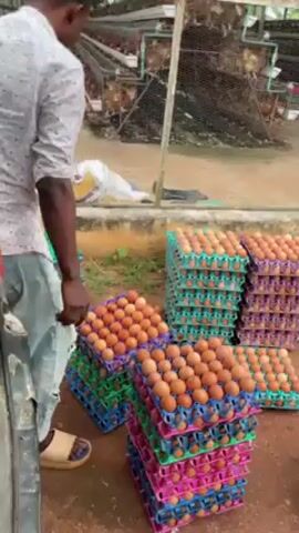 A man in a short-sleeved shirt, blue jeans, and tan sandals stands near stacks of egg cartons filled with brown eggs, which are stacked on the ground. A wire cage structure filled with chickens is in the background. The man is looking at the eggs.