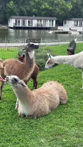 A group of llamas are gathered in a grassy enclosure near a body of water. In the foreground, a fluffy light-colored llama is lying down on the grass, with its head raised as if it's about to eat something offered by a person whose hand is visible to the left. Behind it, a brown llama stands looking to the left, and a smaller, reddish-brown young llama stands looking forward. To the right, a white llama stands looking towards the center of the group. In the background, there is a fence, a body of water with some white structures along the bank, and trees. A peacock is also visible standing on the grass behind the fence.