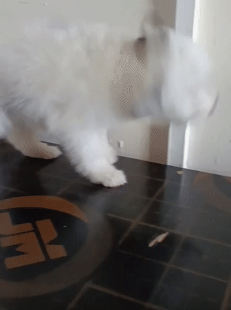 Shih Tzu puppies playing and being handled in Nairobi