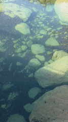 Clear water with moss-covered rocks documented in Slovenia