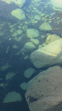Clear water with moss-covered rocks documented in Slovenia