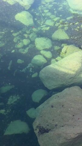 The camera pans up to reveal a body of clear water with large, moss-covered rocks visible beneath the surface. Fallen leaves are scattered among the rocks. The water reflects the surrounding trees and sky. As the camera moves upward, the view broadens to show fallen branches across the water's surface and culminates in a full shot of a waterfall in the background. The environment suggests a forest setting with a serene and picturesque view of the waterfall and clear water.
