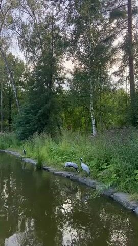 A body of water reflects trees and the sky. Three cranes are visible along the edge of the water. One crane stands to the left, while two cranes are grouped together on the right, near the water's edge. The background consists of a dense forest with various trees, including birch trees. The lighting suggests it is either early morning or late afternoon.