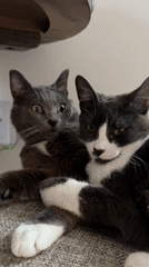 Gray and black-and-white cats cuddle on a chair in Fife