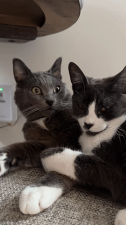 Gray and black-and-white cats cuddle on a chair in Fife