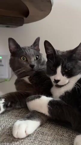 The video shows a close-up shot of two cats resting together. The cat on the left is a solid gray with striking green eyes and appears to be looking directly at the camera with a slightly surprised expression. The cat on the right is a tuxedo cat, predominantly dark gray and white, with amber eyes and a more relaxed demeanor, its head resting near the gray cat. Their bodies are intertwined, suggesting a close bond. The background is blurred, with hints of a light-colored wall and a wooden surface above, suggesting an indoor environment. The lighting is soft, illuminating the cats' faces and fur.