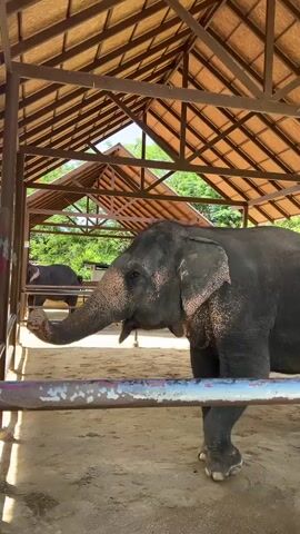 A video shows the side profile of an elephant standing under a covered shelter with a thatched roof. The elephant is dark gray with pinkish-orange markings on its face and trunk. It is facing to the left, and its trunk is hanging down. A metal railing is in the foreground. Another elephant is partially visible in the background to the left, behind a fence. The ground is covered in sand or dirt. Trees and foliage are visible in the background outside of the shelter.