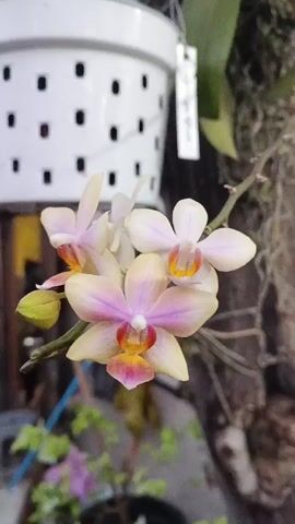 The video shows a close-up of a small orchid with pale yellow and pink petals. The orchid is attached to a thin stem. In the background, a white plastic planter with holes is visible, as is some blurred greenery. A piece of paper with writing is attached to the planter. The lighting is soft, and the focus is on the orchid.