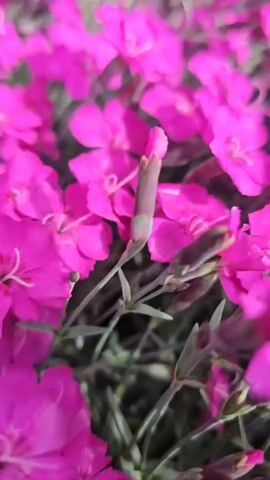 A close-up, handheld video shows a field of bright pink flowers. The flowers are small and have five petals each. The petals are slightly ruffled and have a delicate appearance. The center of each flower is a lighter shade of pink and has a star-like shape. Some of the flowers are in full bloom, while others are still buds. The background is a blur of green foliage, suggesting that the flowers are growing in a garden or meadow. The lighting is soft and natural, giving the video a gentle and serene feel. There are no people or animals visible in the video. The camera moves slightly, creating a gentle sway effect that mimics the movement of the flowers in a breeze.