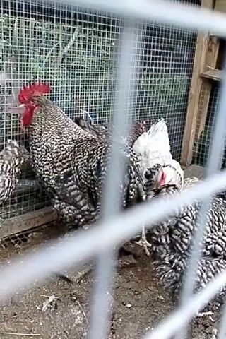 A flock of chickens is enclosed in a wire cage, with one rooster prominently featured. The rooster has a red comb and wattle, and its plumage is a striking black and white pattern. Several hens, also with black and white feathers, are visible behind the rooster. One hen, with predominantly white feathers and some black markings, stands in the foreground. The chickens are standing on a dirt floor within the enclosure, which appears to be outdoors, with foliage visible in the background. The camera perspective is from outside the cage, with wire mesh partially obscuring the view.