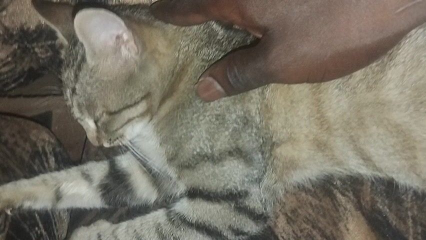 In the video, a tabby cat is shown lying down, appearing very relaxed with its eyes closed, possibly sleeping. The cat has light brown/beige fur with distinct darker grey/brown stripes, typical of a tabby pattern, and some white fur on its chest and belly area. Its front paws are visible, one stretched out and the other bent.

A human hand, with a darker skin tone, is gently stroking and petting the cat. The hand moves from the cat's head down its back, indicating a comforting and affectionate interaction. The cat remains still and seemingly enjoys the petting.

The cat is resting on a surface that looks like a patterned blanket or soft fabric, featuring abstract swirls and patterns in shades of brown and dark grey/black. The lighting suggests an indoor setting. The overall scene depicts a peaceful and tender moment between a human and their pet.