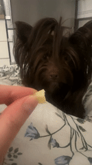 Yorkshire Terrier offered food while resting on floral blanket
