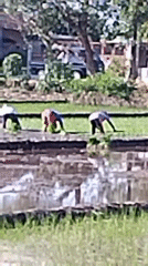 Rice paddies and mosques on a quiet morning in Papahan