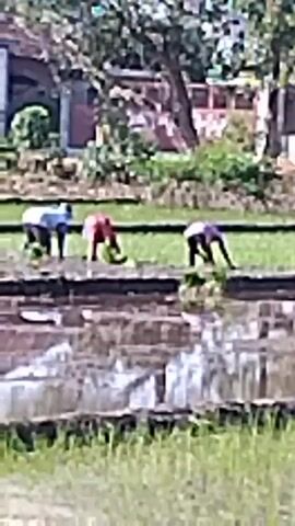 Three figures, appearing to be farmers, are working in a paddy field. One farmer is wearing a red top, another a purple top, and a third a dark top. The farmers are bent over, seemingly planting or tending to rice shoots. The field is divided into sections by raised earth or water channels. In the background, there are buildings and trees, suggesting a rural setting. The scene is filmed outdoors during the daytime.