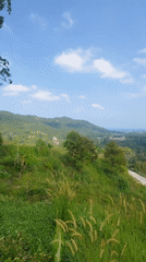 Morning hillside views captured across Ko Samui's lush landscape