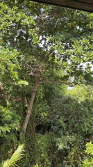 Squirrel resting and moving through a Ko Samui tree