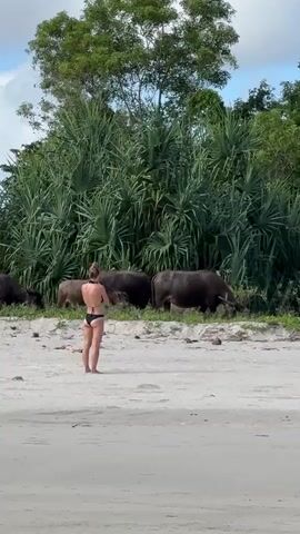 A woman wearing a black bikini stands on a white sand beach, facing away from the camera.  She is looking at a small herd of dark-colored water buffalo grazing near a thick line of green tropical vegetation.  A few trees are visible behind the vegetation, and the sky is partly cloudy.
