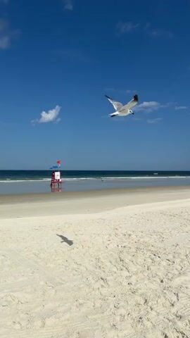 This is a video of a beach on a sunny day. The sky is blue with some white clouds. The ocean is calm and there are small waves. A lifeguard stand is visible on the beach. The sand is white and clean. There are no people visible on the beach, however, there is a bird flying in the sky.