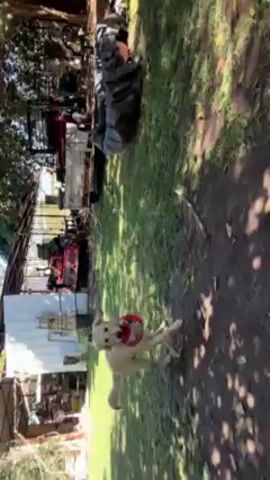 The video depicts a grassy backyard area with trees and miscellaneous equipment in the background. The main focus is on a medium-sized, light-colored dog, likely a Labrador or Golden Retriever mix, running toward the camera with a red and black checkered toy in its mouth. The camera appears to be held by a person moving with the dog, as it bobs up and down.