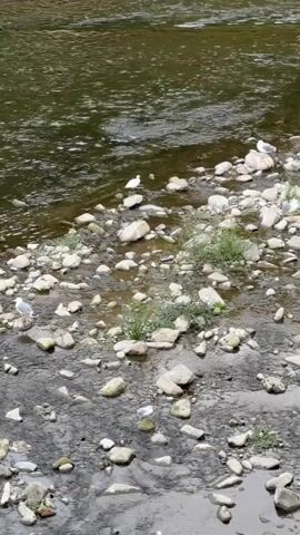 A riverbank is visible with calm water on the left and a rocky shore on the right. Several white birds, likely egrets or herons, are wading in the shallow water near the shore. Some seagulls are perched on rocks. Green plants grow among the rocks. The water appears dark and slightly murky. The scene is calm and natural, suggesting a wildlife habitat.