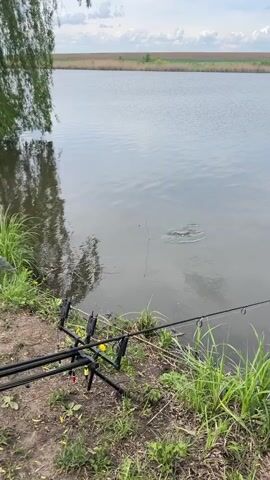 The video shows a fishing rod stand with two fishing rods set up on the edge of a lake or pond. The water surface is disturbed, indicating something is happening beneath. The fishing line is taut, suggesting a fish is caught. The shoreline is grassy with some yellow flowers. The water reflects the sky and nearby trees. The overall scene is peaceful, but with a hint of excitement as a fish has been caught.