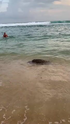 The video shows a beach scene with a man swimming in the ocean. In the foreground, a sea turtle is visible in the shallow water near the sandy shore. Small waves break around the turtle as it moves in the water. The overall scene is calm and depicts a natural interaction between wildlife and the beach environment.