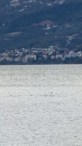 The scene is a wide shot of a body of water, likely a sea or a large lake, with a town or settlement situated on the distant shoreline. The water is calm, displaying a slightly choppy texture from gentle waves. Several birds are seen either floating on the surface or in flight close to the water.

In the background, the town is nestled along the coast, featuring various buildings. Behind the town, a hill or small mountain covered with trees rises, providing a natural backdrop. The lighting suggests a cloudy or overcast day.