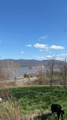 Dog explores field near water in Newburgh landscape