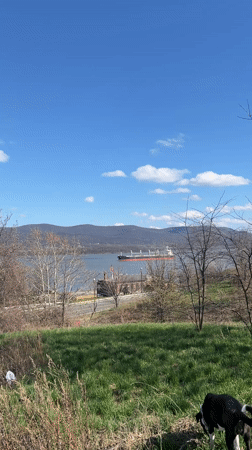 Dog explores field near water in Newburgh landscape