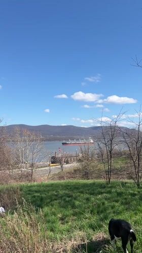 Dog explores field near water in Newburgh landscape