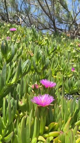 The video opens with a close-up, low-angle view of a dense patch of vibrant green succulent-like plants, characteristic of ice plant, with several bright magenta or fuchsia-colored flowers in full bloom. The foliage is thick, forming a lush ground cover. In the background, out-of-focus bare tree branches and a bright blue sky are visible.

The camera then slowly pans to the right, continuing across the extensive ground cover of these green plants and their colorful flowers. Some dry, lighter-colored vegetation and small sticks are interspersed among the living plants.

As the pan continues, the perspective shifts slightly upwards, revealing a rugged coastal scene. The dense plant growth transitions into a steep, reddish-brown earthy cliff face. More green plants, including the succulents, are seen clinging to the top and sides of the cliff. Above the cliff, a few sparse, taller green bushes or trees stand against the clear blue sky.

Below the cliff, a narrow strip of sandy beach is visible, meeting the gentle waves of the blue sea. The ocean extends to the horizon, where more reddish-brown rock formations or cliffs can be seen in the distance along the coastline.

The scene depicts a bright, sunny day with a clear blue sky, characteristic of a Mediterranean coastal environment like Νέα Χηλή, Greece. The sound of gentle waves breaking on the shore is audible throughout the video. There are no people visible in the footage.