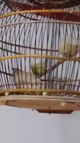 A static, close-up shot from the front shows two small, light-colored birds inside a decorative, round birdcage. The cage has thin, dark vertical bars and thicker yellow horizontal and circular decorative bands. The floor of the cage is visible, as is a perch extending across the middle. On the left, a bird is perched facing forward, its head slightly turned to the right. To the right of this bird, a green object, possibly a water dispenser, is hanging. Further to the right, a second bird is perched on a higher level, facing the left and partially obscured by the cage bars. This bird appears to be eating from a white, bag-like container that is also filled with light-colored food. The background is a plain, light-colored wall. The lighting is even and slightly diffused, suggesting an indoor environment.