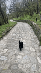 Dog walker spotted on stone path in Bulgarian park
