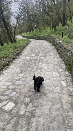 Dog walker spotted on stone path in Bulgarian park