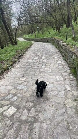 A small, black dog with a docked tail walks away from the camera on a leash along a stone path that curves through a park or wooded area. The path is bordered by low stone walls and grassy, tree-covered slopes. The sky is overcast.