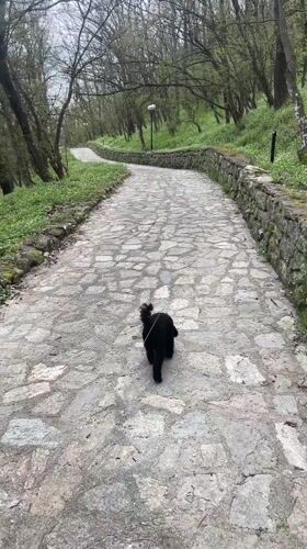 Dog walker spotted on stone path in Bulgarian park