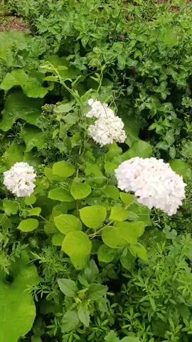 A hand reaches out and touches a cluster of white flowers. The flowers are surrounded by lush green foliage. The background is a blur of green plants. The lighting suggests it is daytime and possibly overcast.