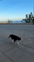 Cats on a seaside terrace in Ibiza, late summer afternoon