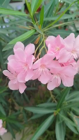 A close-up video captures a cluster of soft pink oleander flowers with their delicate petals. The flowers are in full bloom, showcasing their intricate centers with fine, white stamens. Lush green oleander leaves form the backdrop, creating a natural and vibrant setting. The camera slowly pans across the blooms, highlighting their gentle beauty and subtle color variations. The lighting is soft, suggesting it might be daytime, and the focus remains sharp on the flowers, blurring the background leaves slightly.