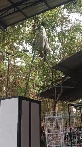 A person stands on a ladder, reaching into a tree. The ladder is leaning against the tree. The person is wearing a light-colored shirt and light-colored shorts. The tree has many green leaves. There is a roof structure above the scene. To the left is a white and black box. To the right, there are some metal cages. The environment appears to be outdoors. The person is in the process of pruning or harvesting from the tree.