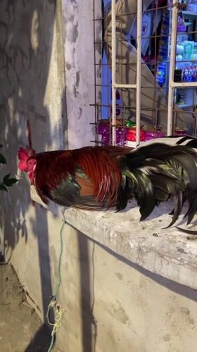 Morning street life in Davao City with animals and construction