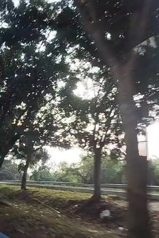 The video shows a view from a moving vehicle looking out a window. Large trees with dark green foliage are visible in the foreground and middle ground, partially obscuring the sky. The sky is bright and appears to be overcast or hazy, with the sun potentially behind the clouds. There is a road or path running horizontally across the scene in the middle ground, with a grassy or dirt shoulder on the right. The vehicle appears to be moving along a road lined with trees, possibly in a rural or suburban area. The overall lighting suggests it is daytime, likely morning or late afternoon due to the soft light. There are no people clearly visible within the frame. The camera is in motion, creating a slight blur, indicating the perspective of a passenger in a moving vehicle.